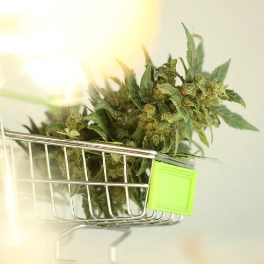 Ventas de cannabis en EE UU suman más de 2 mil millones de dólares en agosto