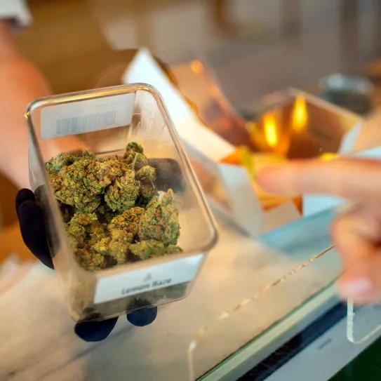 Coffeeshops de Leiden piden duplicar stock a 1.000 gramos