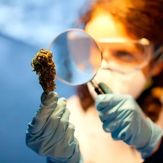 Colombia abriría licencias académicas para investigar cannabis medicinal