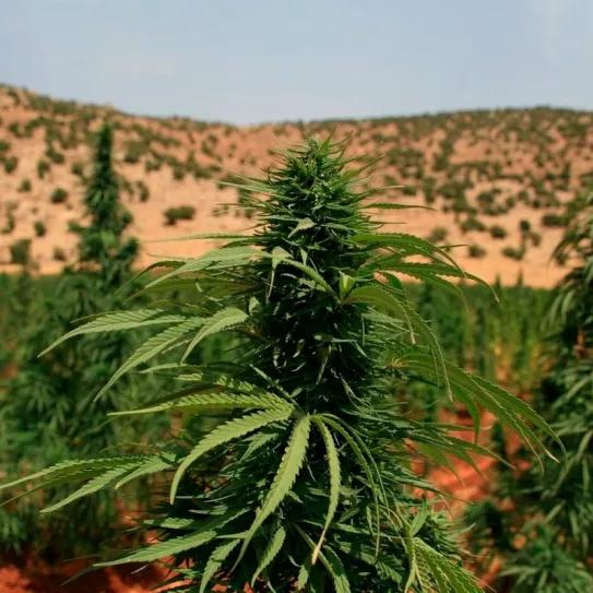 Líbano activa plan nacional para regular el cultivo de cannabis