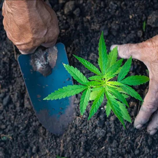 La calidad del suelo influye en los compuestos del cannabis