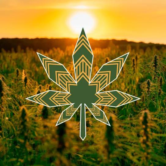 Tribus indígenas redefinen el mercado legal de cannabis en EE UU