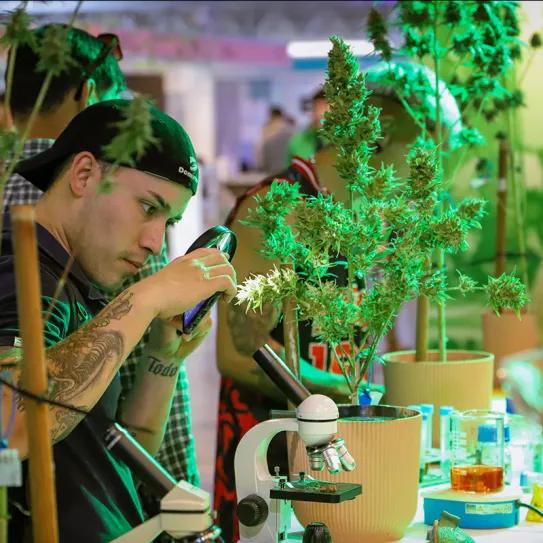 Expo Cannabis Argentina 2025