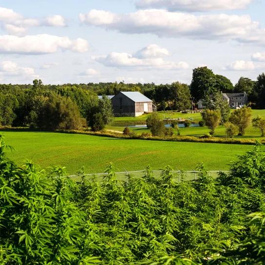 Dos hermanos salvan su granja con cannabis artesanal