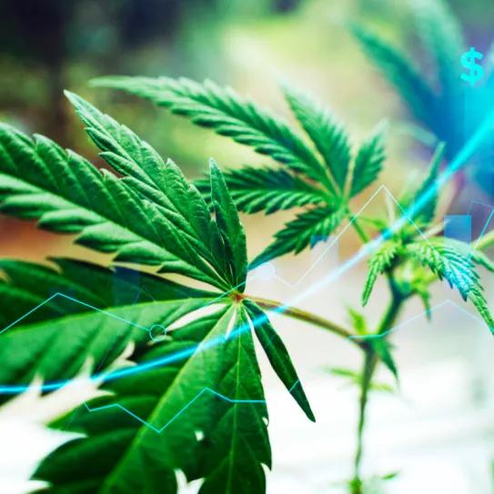 Canadienses quieren que el cannabis sea un sector estratégico