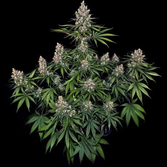 OG Kush: el olor monstruoso de una reina