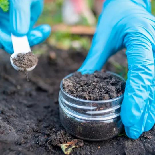 La amenaza invisible en los cultivos de cannabis son los metales pesados