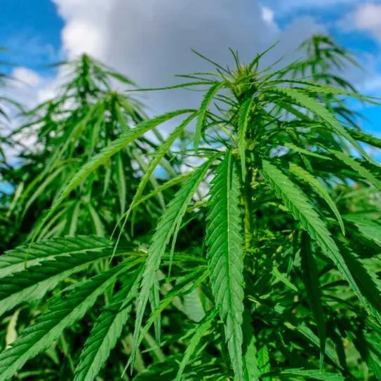 Ghana propone licencias de cáñamo a 45.000 dólares por hectárea