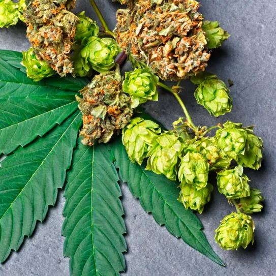 Humuleno: el terpeno que conecta cannabis y lúpulo