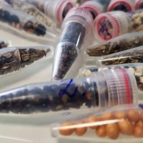 Martian Grow intentará volver a enviar semillas al espacio en 2026