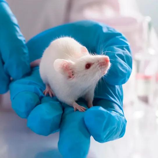 El estrés basal condiciona a ratas consumir cannabis