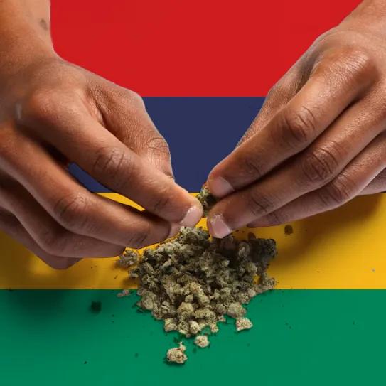 Mauricio abre revisión técnica de su legislación sobre cannabis