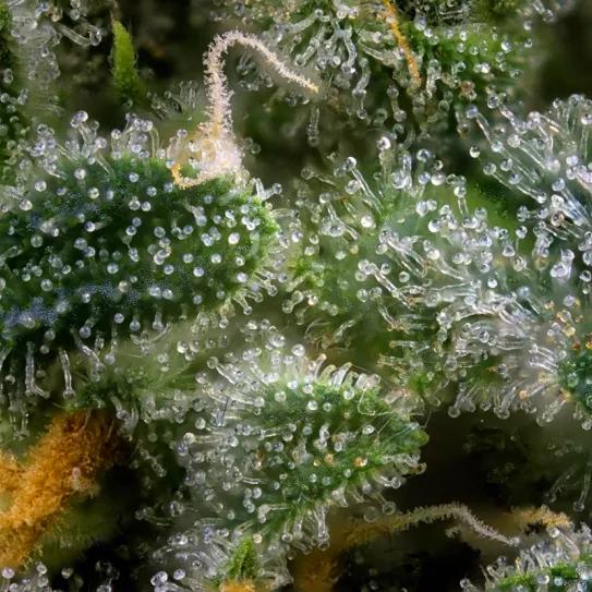 Delta-3-careno: el terpeno resinoso que vuelve a escena