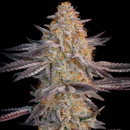 Super Lemon Haze × RS11