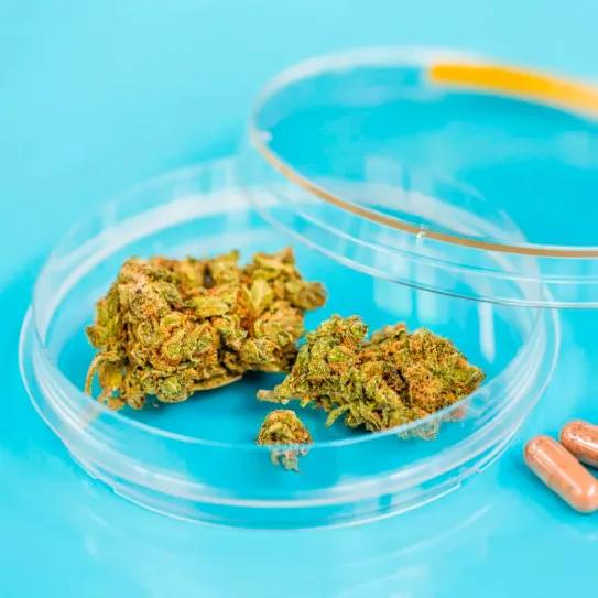 España y Francia empujan el cannabis medicinal hacia formatos estandarizados