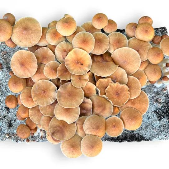 Pink Buffalo: el mito tailandés detrás de un cubensis global