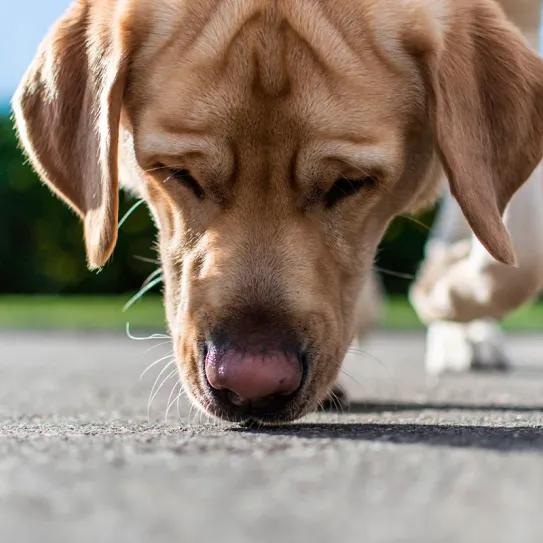 Aumentan los casos de perros intoxicados por restos de drogas en España