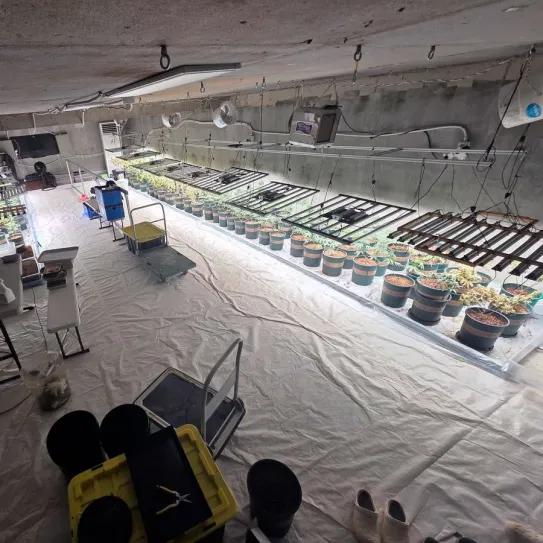 Una granja subvencionada acabó financiando cannabis ilegal en Corea del Sur