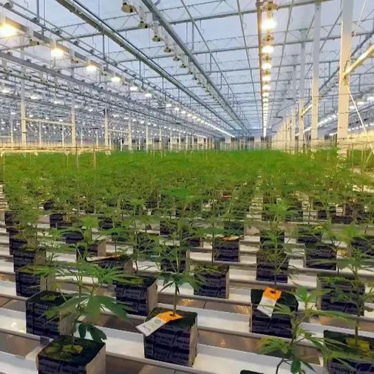 Aurora acelera su giro hacia el mercado del cannabis medicinal