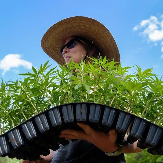 Carolina del Norte endurece el cerco sobre el cáñamo