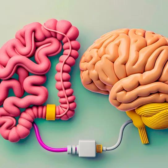 Existe una relación entre CBD, probióticos y cerebro