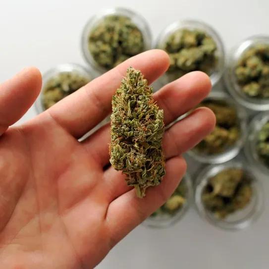 Un cogollo seco puede humedecerse, pero no rejuvenecer