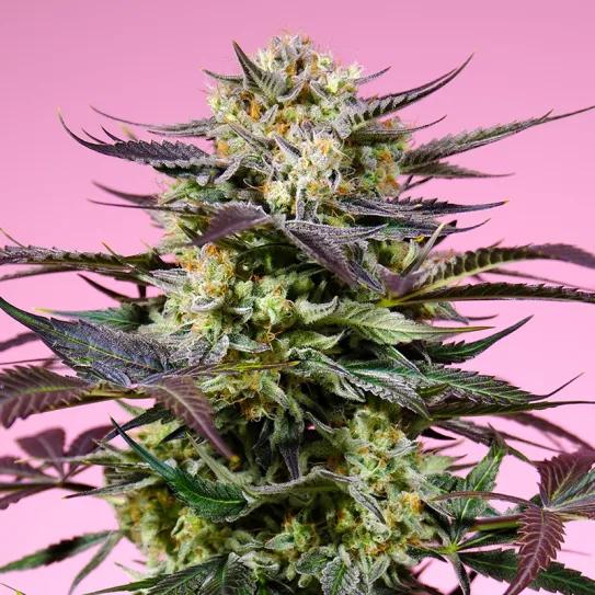 Análisis técnico de los nuevos clones USA - Gelonade SWS123