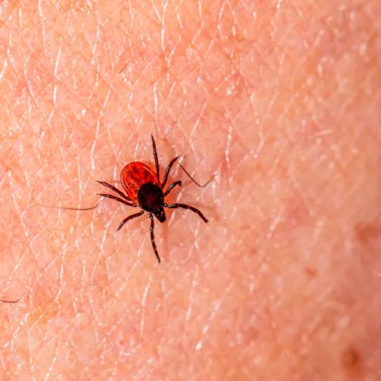 Psilocibina para enfrentar los efectos persistentes de la enfermedad de Lyme