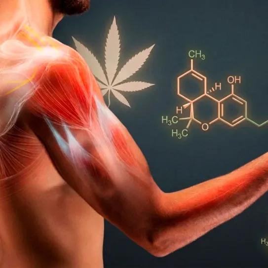 Cannabidiol para la recuperación muscular