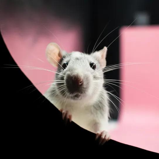 DMT intravenoso altera conectividad cerebral en ratas