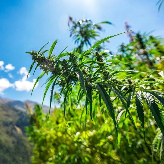 India busca ordenar su tesoro genético cannábico