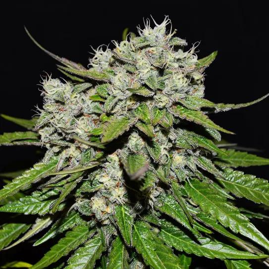 Neville’s Rose Auto de Delicious Seeds 