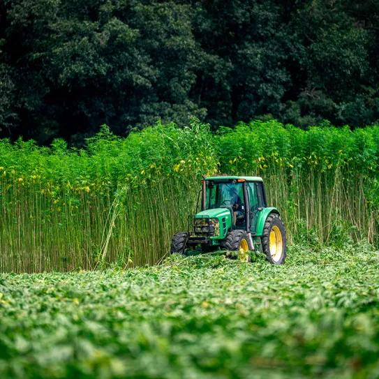 Nueva Zelanda saca el cáñamo del marco de control de drogas