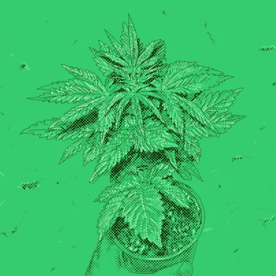 El cultivo en un entorno legalizado
