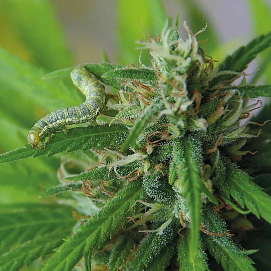 Bichos bajo control: cómo evitar y combatir las plagas en un cultivo de cannabis de exterior 