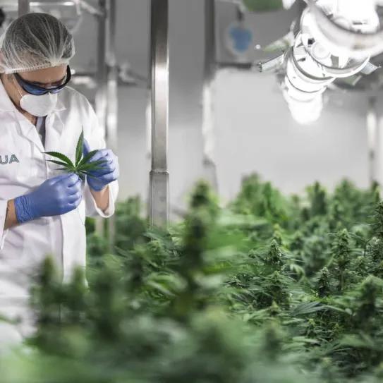Rua Bioscience firma su mayor acuerdo de exportación al Reino Unido