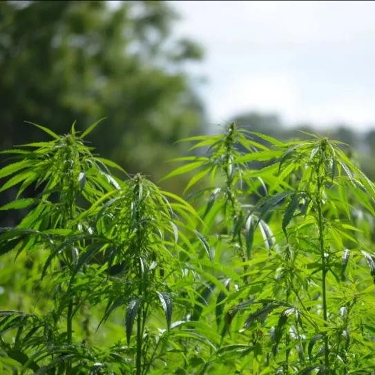 Irlanda busca destrabar el cáñamo industrial tras cultivar solo 11 hectáreas
