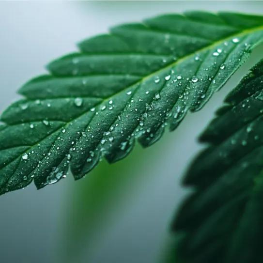 Prueban el ultrasonido para aprovechar las hojas de cannabis