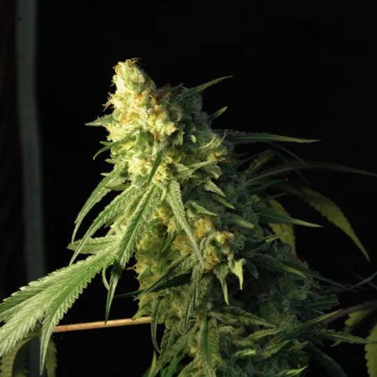 Imagen sin descripción