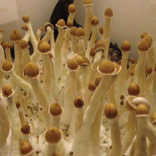 Imagen sin descripción