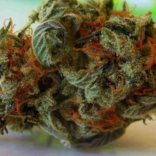 Imagen sin descripción