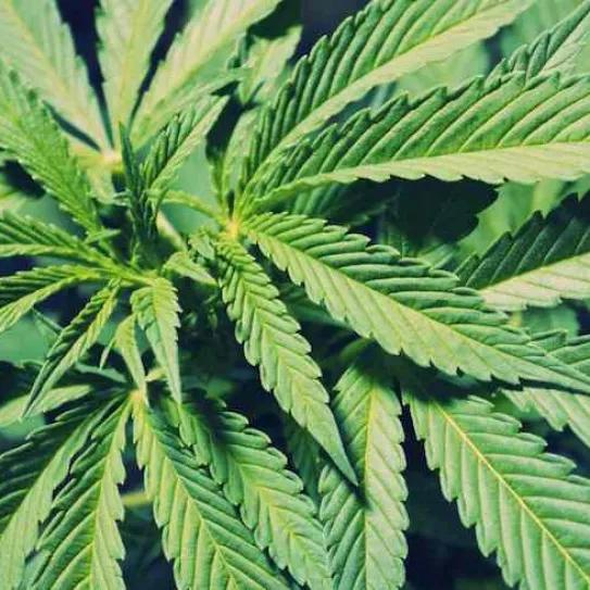 Imagen sin descripción