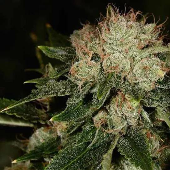 Imagen sin descripción