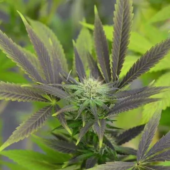 Imagen sin descripción