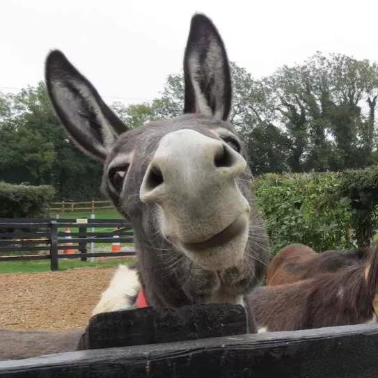 Imagen sin descripción