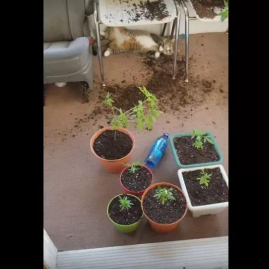 Imagen sin descripción