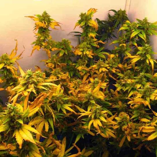 Imagen sin descripción