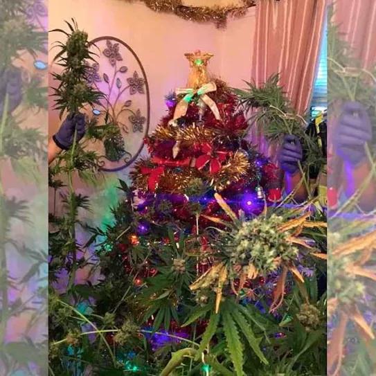 Imagen sin descripción