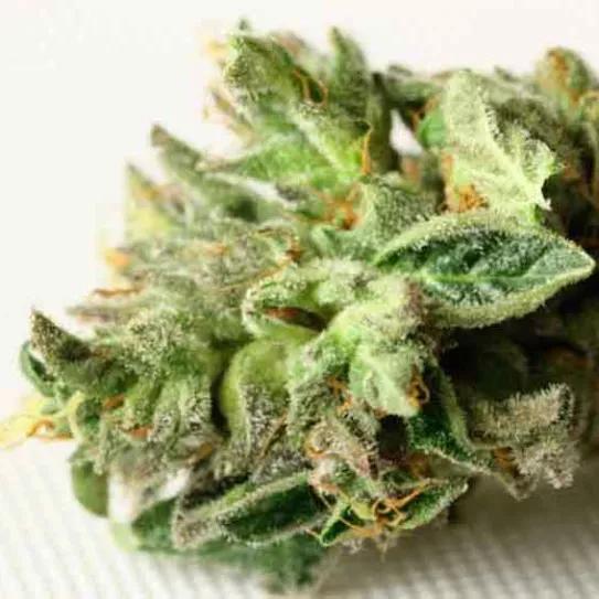 Imagen sin descripción