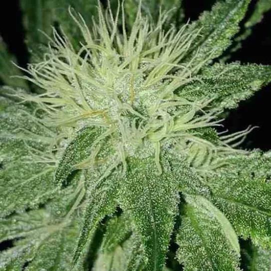 Imagen sin descripción